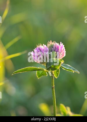 close up of a blooming red clover on a field in autumn in the evening sun with blurred background Stock Photo