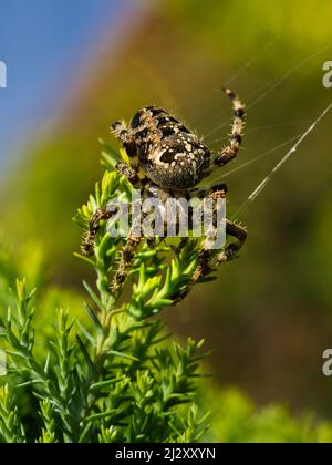 Closeup view of garden spider sitting on it's web waiting for the pray ...