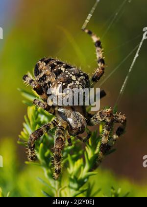macro shot of european cross spider in web with its prey in garden with ...