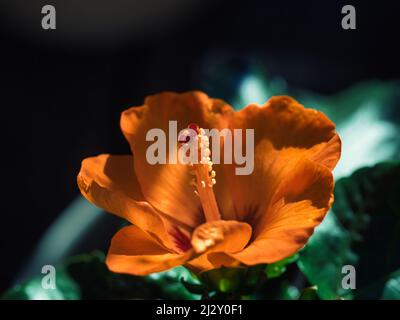 closeup of an orange rose mallow blossom (also known as Chinese hibiscus) in sunlight Stock Photo
