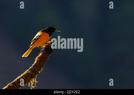 Baltimore Oriole - backlit Icterus galbula San Gerardo de Dota, Costa Rica BI033907 Stock Photo