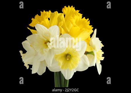 Bouquet of white and yellow daffodils on a black background. Closeup Stock Photo