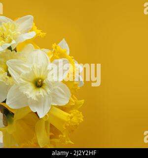 Bouquet of white and yellow daffodils on a yellow background. Closeup. Stock Photo