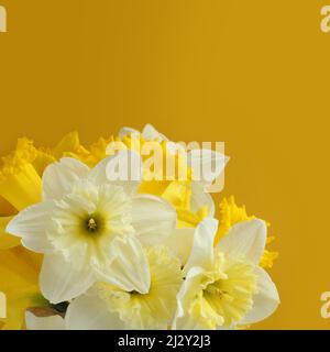 Bouquet of white and yellow daffodils on a yellow background. Closeup. Stock Photo