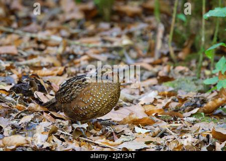 Spotted Wood Quail Odontophorus guttatus San Gerardo de Dota, Costa Rica BI034129 Stock Photo