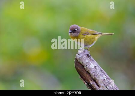 Common Bush Tanager Chlorospingus flavopectus Alajuela, Costa Rica BI034157 Stock Photo