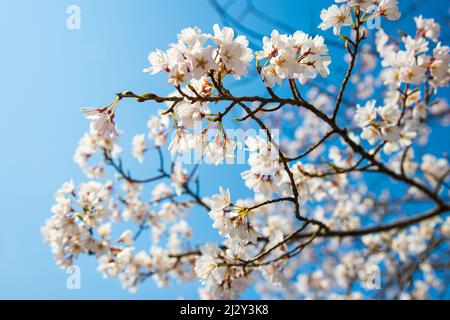 Nature Scene of Blossoming Pink cherry trees ( sakura ) during spring season in Kyoto, Japan Stock Photo