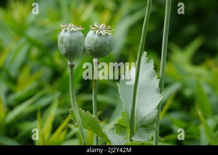 Green 'Papaver Somniferum' Poppy Seed Heads grown at Holker Hall & Gardens, Lake District, Cumbria, England, UK Stock Photo