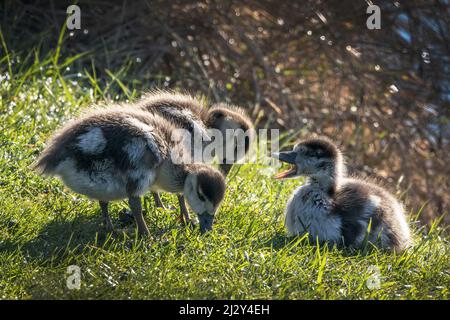 three cute little goslings feeding off the lush grass growing beside the pond Stock Photo