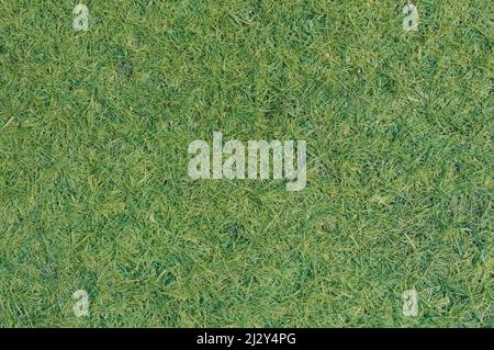 Green grass background. Full frame. Stock photo Stock Photo