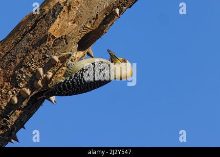 Hoffmans Woodpecker Melanerpes hoffmannii San Jose, Costa Rica BI035159 Stock Photo