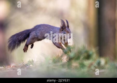 A squirrel in the park jumps on the branches and searches for food. Stock Photo