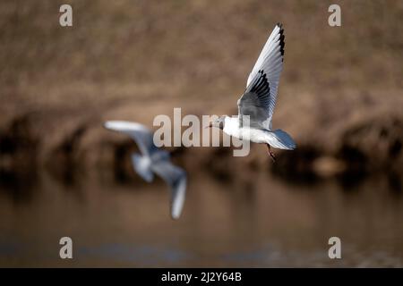 A seagull flies on the river and hunts for food. Stock Photo