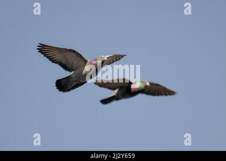 Flying pigeon in the park looking. landing place. Stock Photo