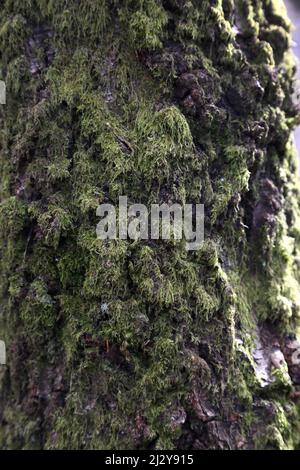 Close up of Moss on Tree Trunk Stock Photo