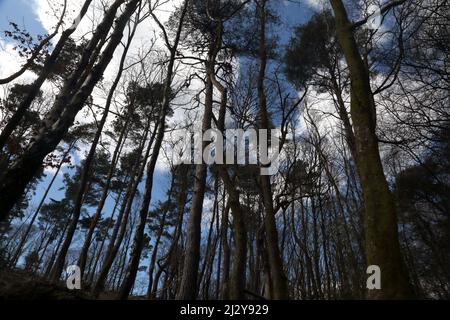 Woodland in Friday Street on the North Slope of Leith Hill Surrey England Stock Photo