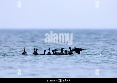 Common scoters (Melanitta nigra) single female chased by several males / drakes in courting group at sea in winter Stock Photo
