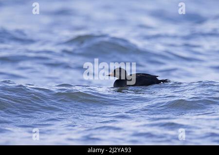Common scoter (Melanitta nigra / Anas nigra) male / drake swimming in sea water in winter Stock Photo