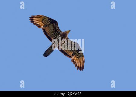 European honey buzzard / common pern / Western honey buzzard (Pernis apivorus) male in flight against blue sky in summer Stock Photo
