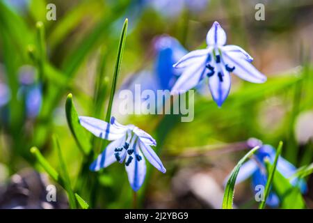 First spring blue Scilla siberica  flowers in a wild forest Stock Photo