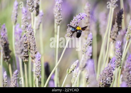 Carpenter Bee (Xylocopa violacea) on Lavender plant, flower in The Canary Islands, Spain. Stock Photo