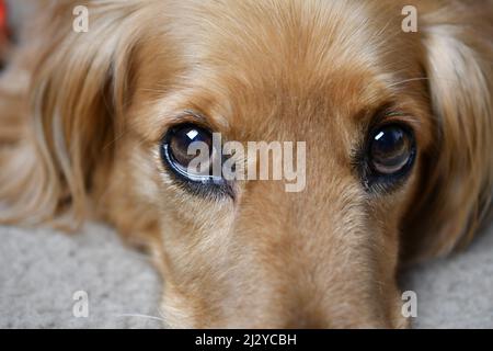 The close-up shot of a dog sad eyes Stock Photo