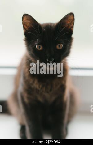 A beautiful young kitten of black or brown color is sitting on the window. Home favorite pet Stock Photo