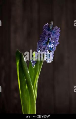 flower bud geacinth or hyacinth flower on dark wooden background, symbol of early spring Stock Photo