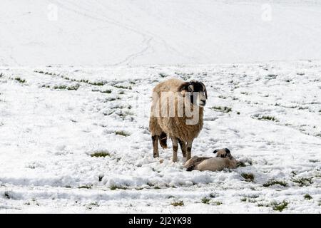 Swaledale sheep new born spring lambs in snow Stock Photo