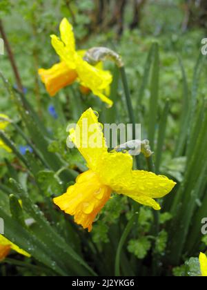 Lilja Stock Photo