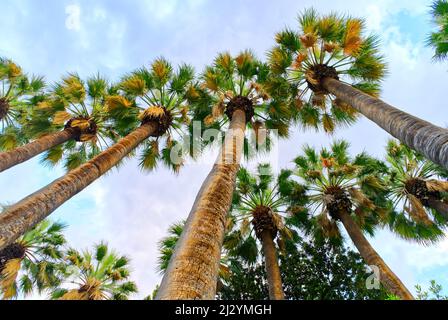 Huge palm trees at sunset. national garden of Athens Greece Stock Photo