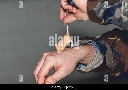 https://l450v.alamy.com/450v/2j2yn5j/man-caught-mouse-hand-holds-tail-of-beige-mouse-2j2yn5j.jpg