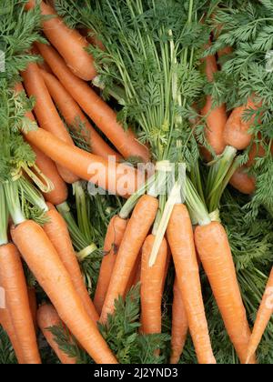 Fresh carrots with green leaves on market stall. Stock Photo