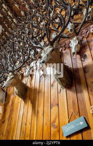 Stag Ballroom, ballroom, Mar Lodge, 2500 deer trophies collected since 1790 in wooden hall, Deeside, Aberdeenshire, Scotland, UK Stock Photo