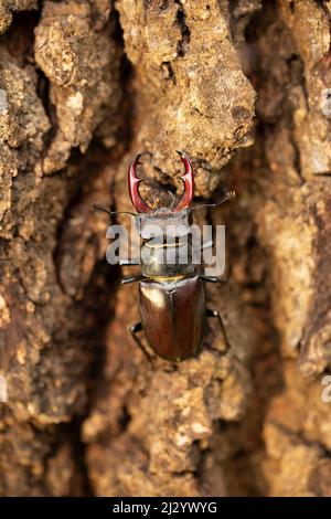 Female stag beetle on an old tree trunk Stock Photo - Alamy