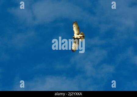 Red-tailed hawk, a bird of prey, soaring in sky on bright sunny day with blue sky, nearing sunset, Osseo, Wisconsin, USA Stock Photo