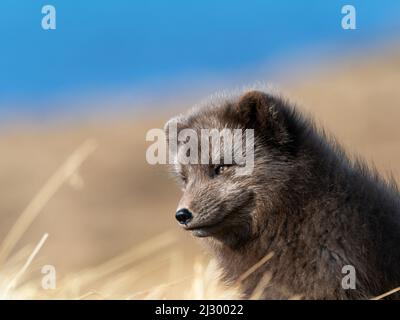 Arctic fox, Alopex lagopus, Hornstrandir Nature Reserve, Hornvik Bay, Iceland, Europe Stock Photo