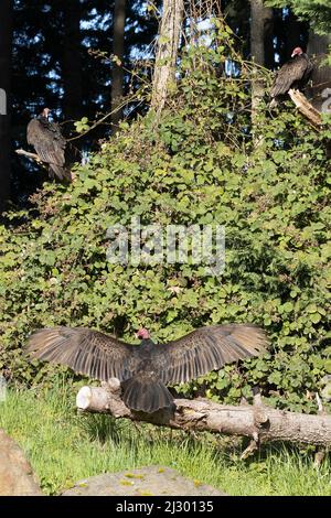 Three turkey vultures, one with wings spread, perched on branches in Eugene, Oregon, USA. Stock Photo