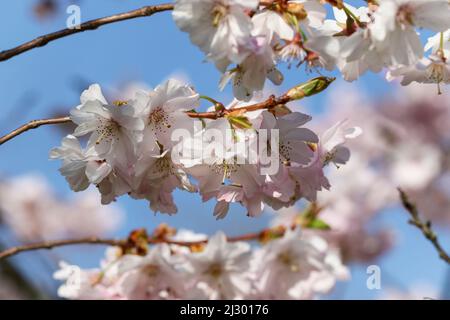 Cherry blossom branches laden with pink white flowers during Spring. Pretty Prunus serrulata "Flore Pleno" of family "Rosaceae". Dublin, Ireland Stock Photo