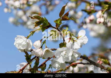 Pretty white Spring blossoms flowers of "Spreading Plum" tree (Prunus divaricata) blooming during Spring. Closeup. Blue sky. Dublin, Ireland Stock Photo