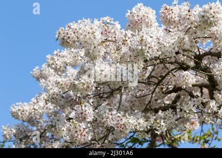 'Spreading Plum' tree  (Prunus divaricata) in blossom during Spring Sakaru season. Beautiful pink white plum blossoms on branches. Dublin, Ireland Stock Photo