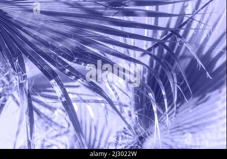 Backlit fresh palm tree leaves toned in trendy color of year 2022. Tourists attraction. Natural tropical textured abstract background. Stock Photo
