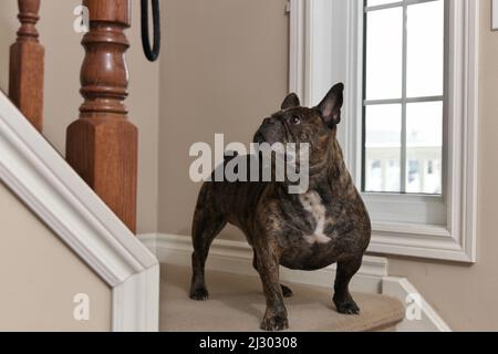 An adorable Chocolate Brown French Bulldog Looks up the Stairs Expectantly for its Owner Stock Photo