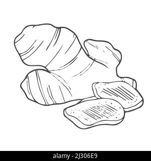 Ginger root plant. Hand drawn sketch vector illustration isolated on white. Spicy herbs. Ginger Doodle design cooking ingredient for food. Stock Vector
