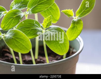 Cucumber seedlings in a pot growing indoors, selective focus Stock Photo