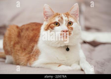 Light brown or beige and white cat, resting on the bed closeup detail Stock Photo