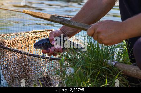 Fishing scoop net with freshly caught rainbow trout fishes, hand holding about to kill it with wooden stick, closeup detail Stock Photo