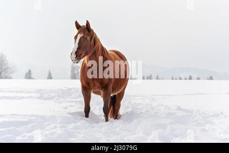 Dark brown horse wades on snow covered field, blurred trees in background, space for text left side Stock Photo