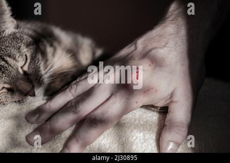 a man's hand scratched in blood next to a sleeping cat close-up Stock Photo