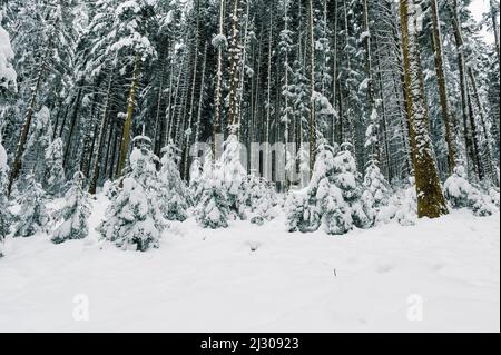 Mystical winter forest in deep snow in Emmental Stock Photo